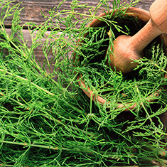 Image of horsetail herb equisetum arvense, an ingredient in Clearzine Acne Solution.